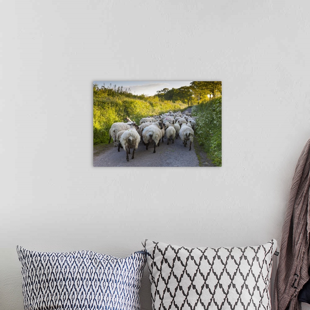 A bohemian room featuring Stray sheep block a narrow country lane.