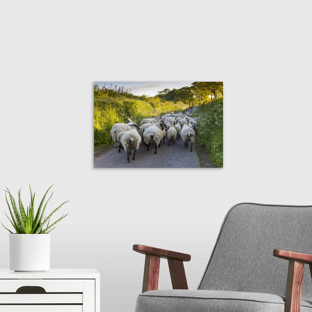 A modern room featuring Stray sheep block a narrow country lane.
