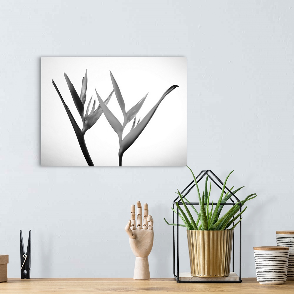 A bohemian room featuring Studio shot of two heliconia on white background