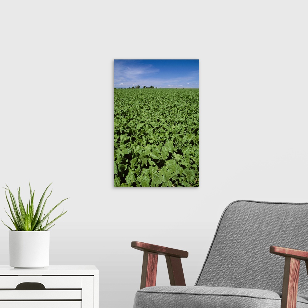 A modern room featuring Sugar beet field, Western Idaho