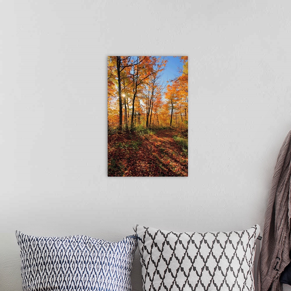A bohemian room featuring Sugar Maple Trees In Fall, Saint-Simon, Quebec, Canada