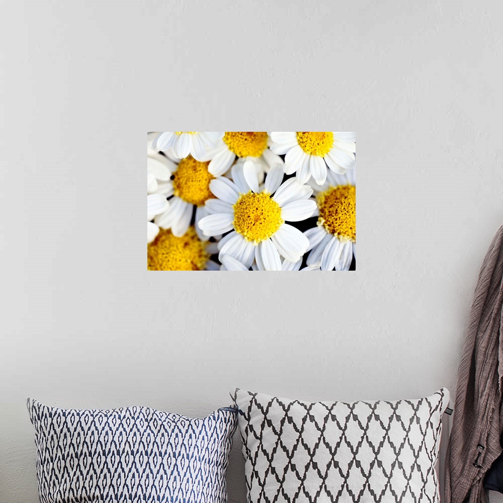 A bohemian room featuring Close up photograph of several bright daisies.