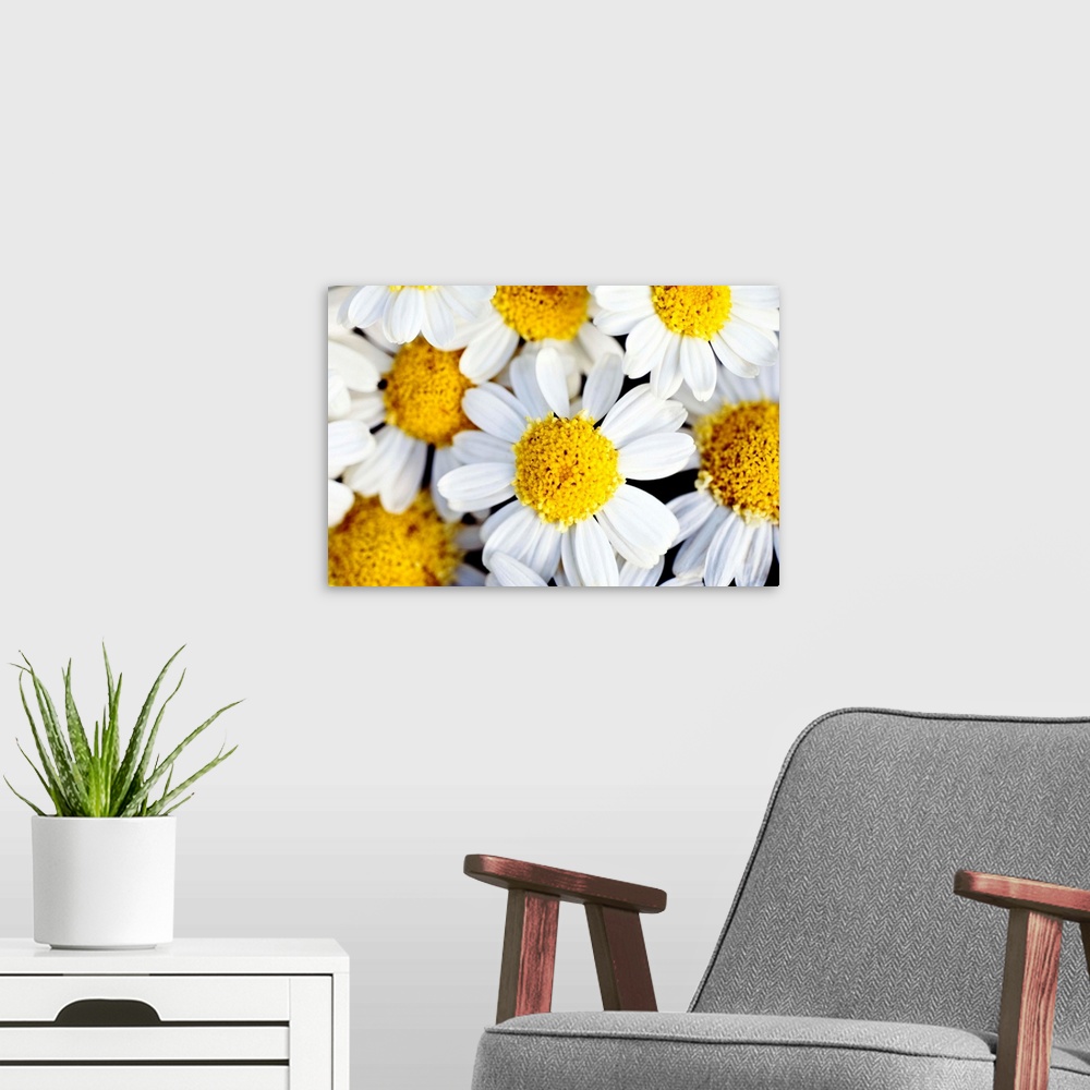 A modern room featuring Close up photograph of several bright daisies.