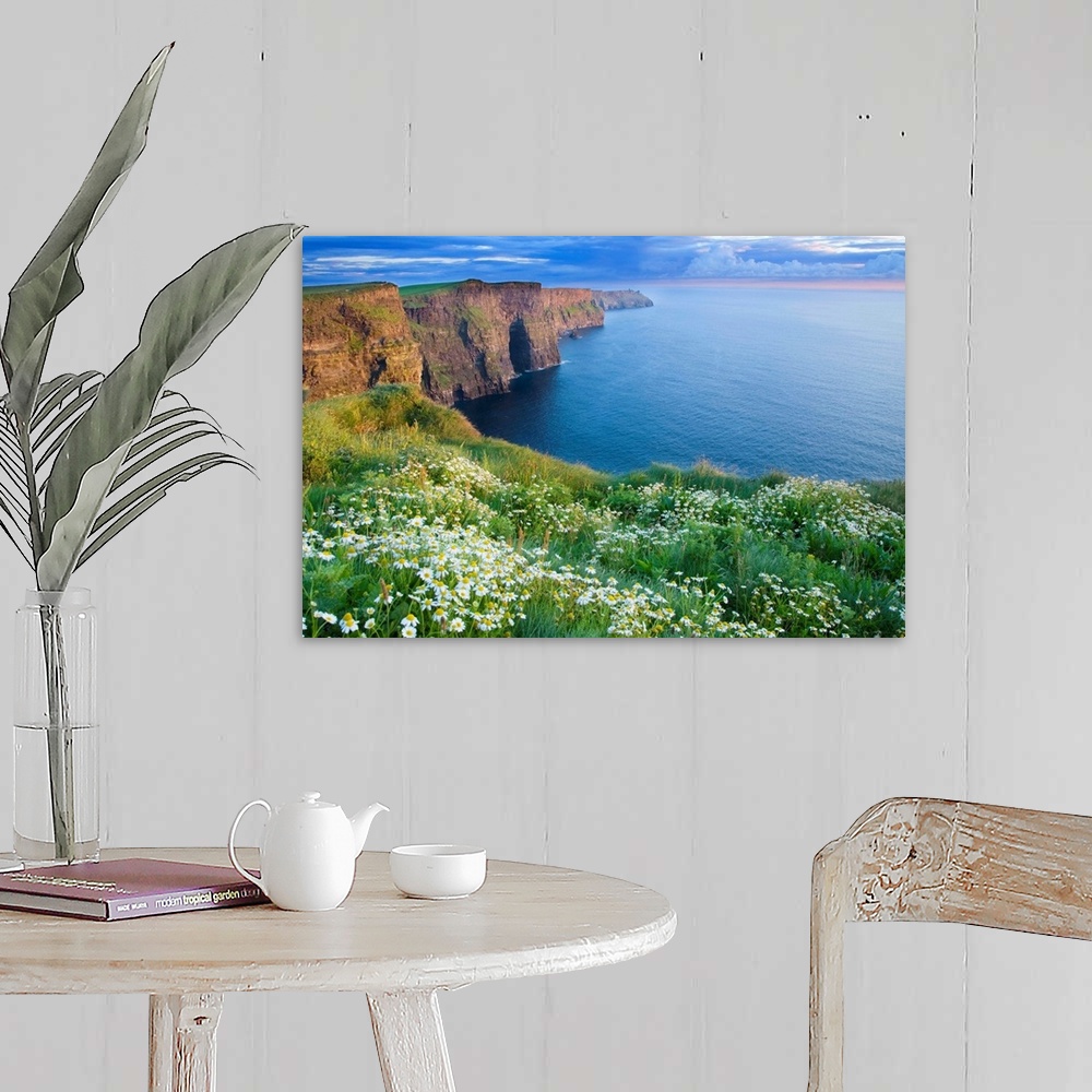 A farmhouse room featuring Summer Daisies Growing In Abundance On Cliffs Of Moher, County Clare, Ireland