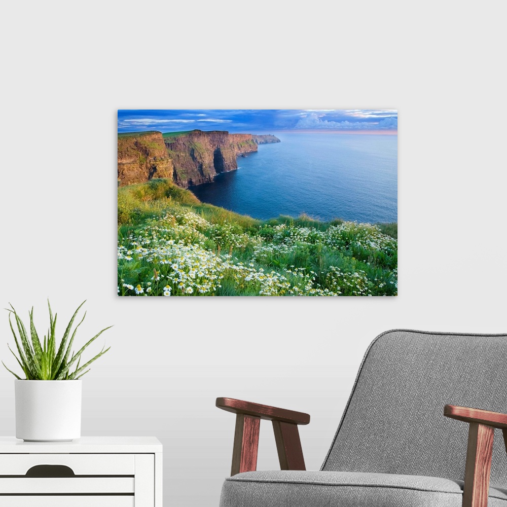 A modern room featuring Summer Daisies Growing In Abundance On Cliffs Of Moher, County Clare, Ireland