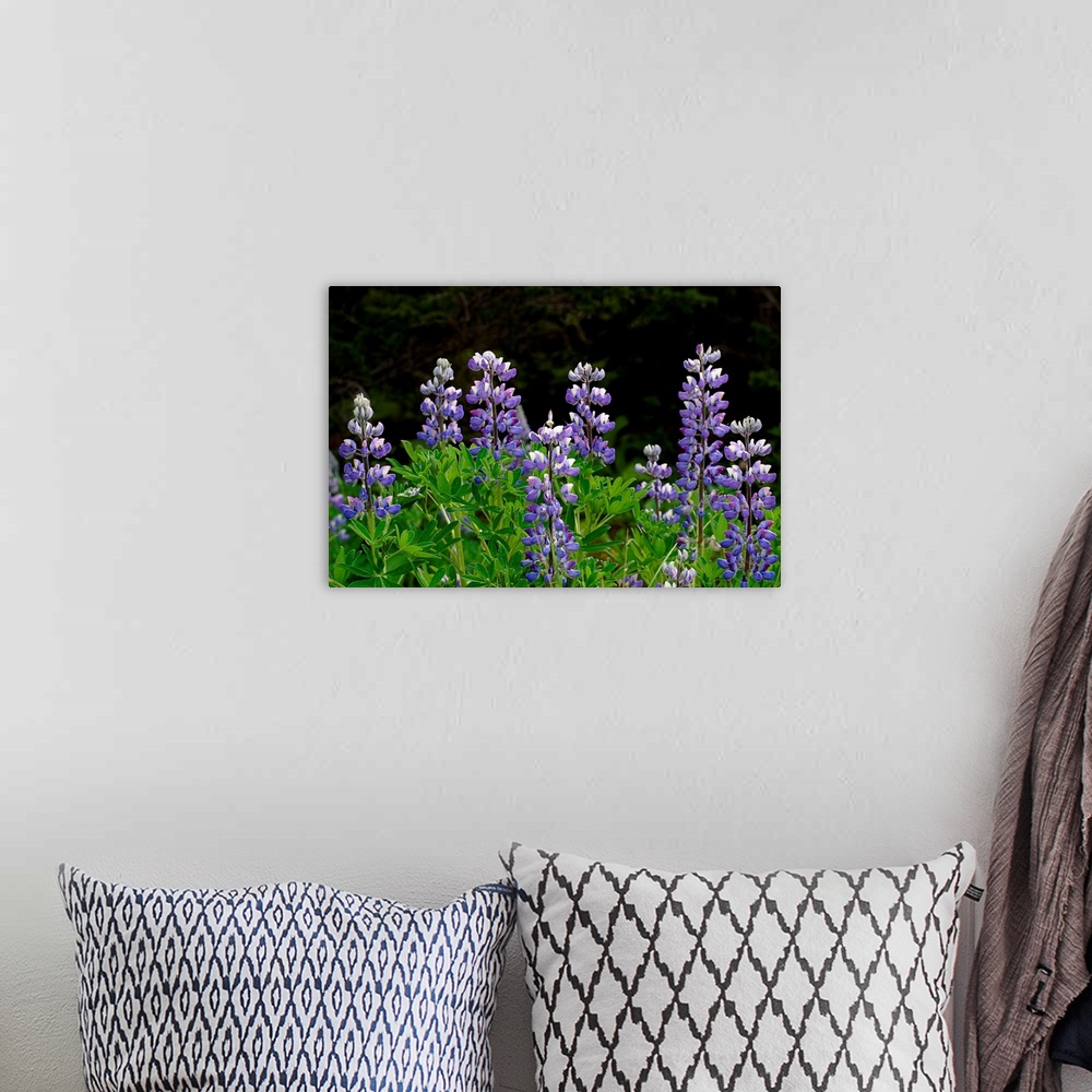 A bohemian room featuring Close up of Lupine Wildflowers in Bloom SC AK Summer