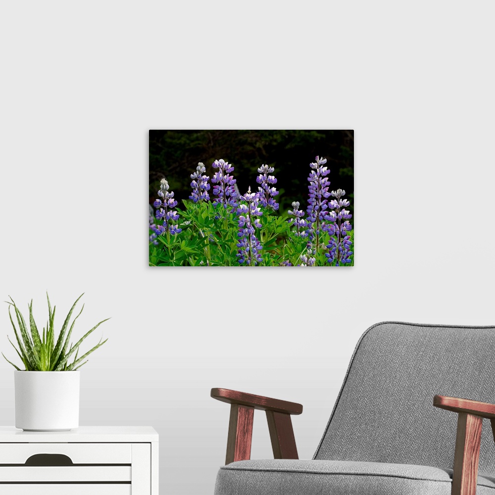 A modern room featuring Close up of Lupine Wildflowers in Bloom SC AK Summer