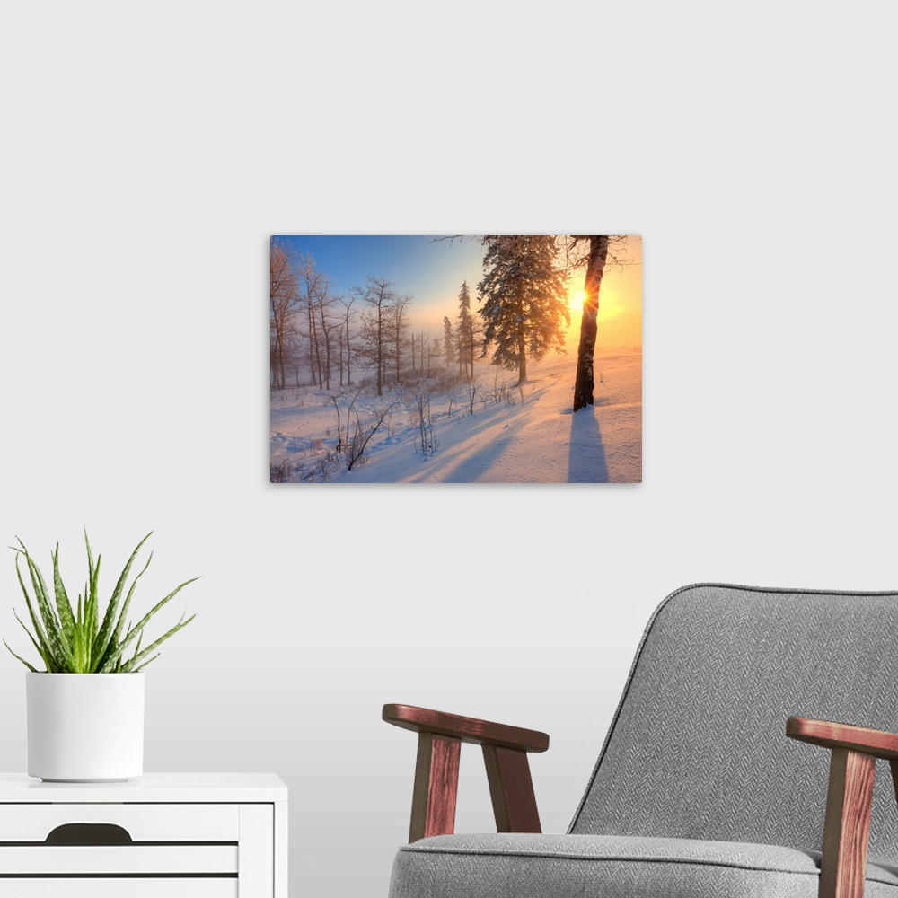A modern room featuring Sun Rising Behind Trees On Snowy Cattle Pasture In Winter, Central Alberta, Canada