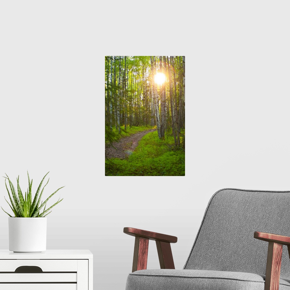 A modern room featuring Sun Setting Behind Trees And Over A Path In Bicentennial Park, Alaska