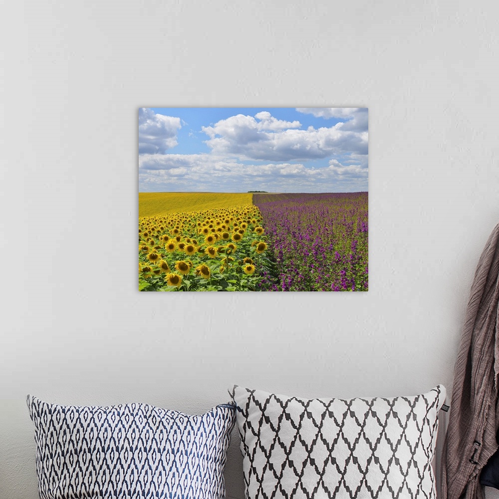 A bohemian room featuring Sunflower and Mallow Field, Arnstein, Main-Spessart, Franconia, Bavaria, Germany