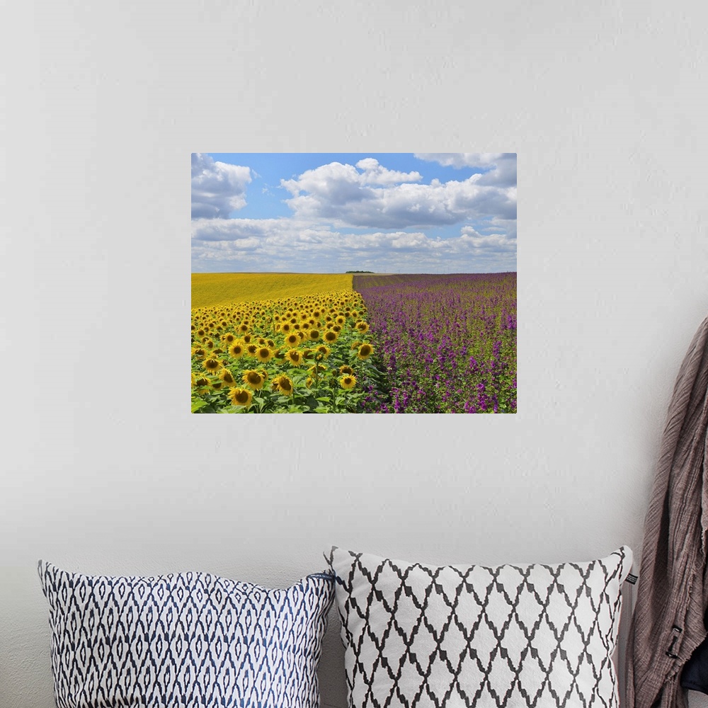 A bohemian room featuring Sunflower and Mallow Field, Arnstein, Main-Spessart, Franconia, Bavaria, Germany