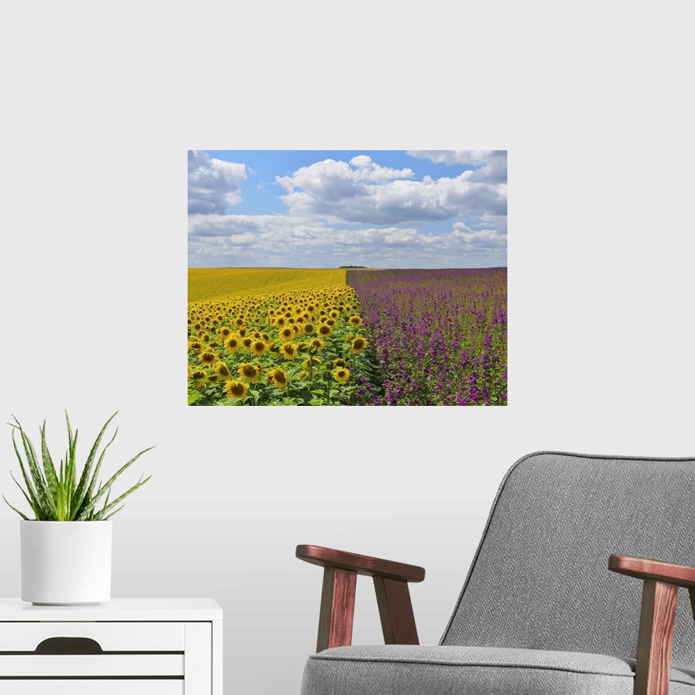 A modern room featuring Sunflower and Mallow Field, Arnstein, Main-Spessart, Franconia, Bavaria, Germany