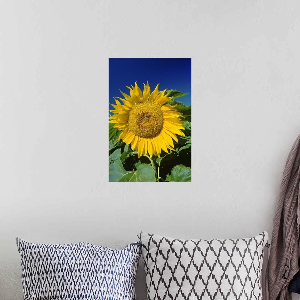 A bohemian room featuring Sunflower Blossom, Altona, Manitoba, Canada