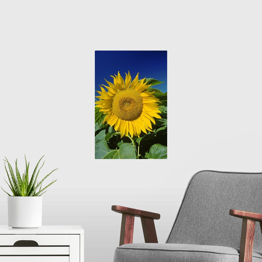 A modern room featuring Sunflower Blossom, Altona, Manitoba, Canada