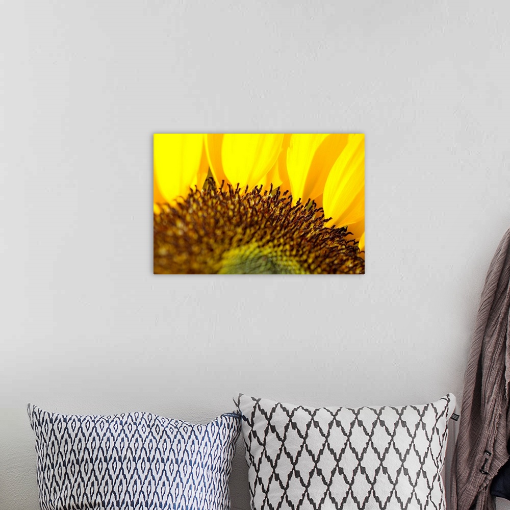 A bohemian room featuring Sunflower, Extreme close-up of center and yellow petals