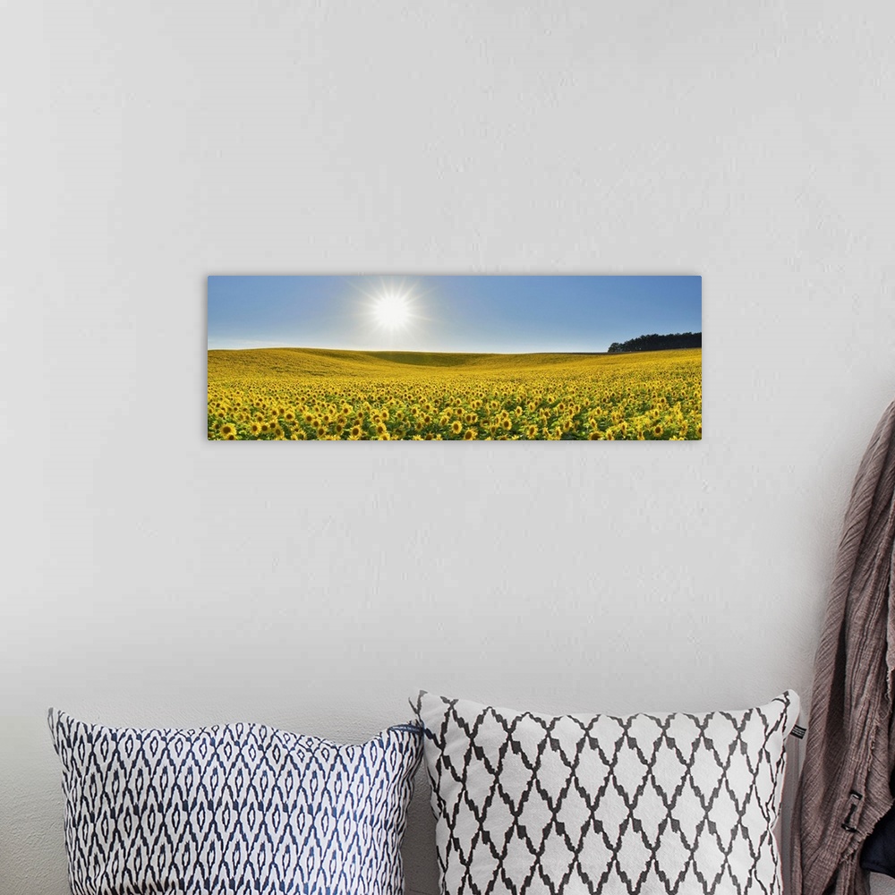 A bohemian room featuring Sunflower Field, Arnstein, Main-Spessart, Franconia, Bavaria, Germany