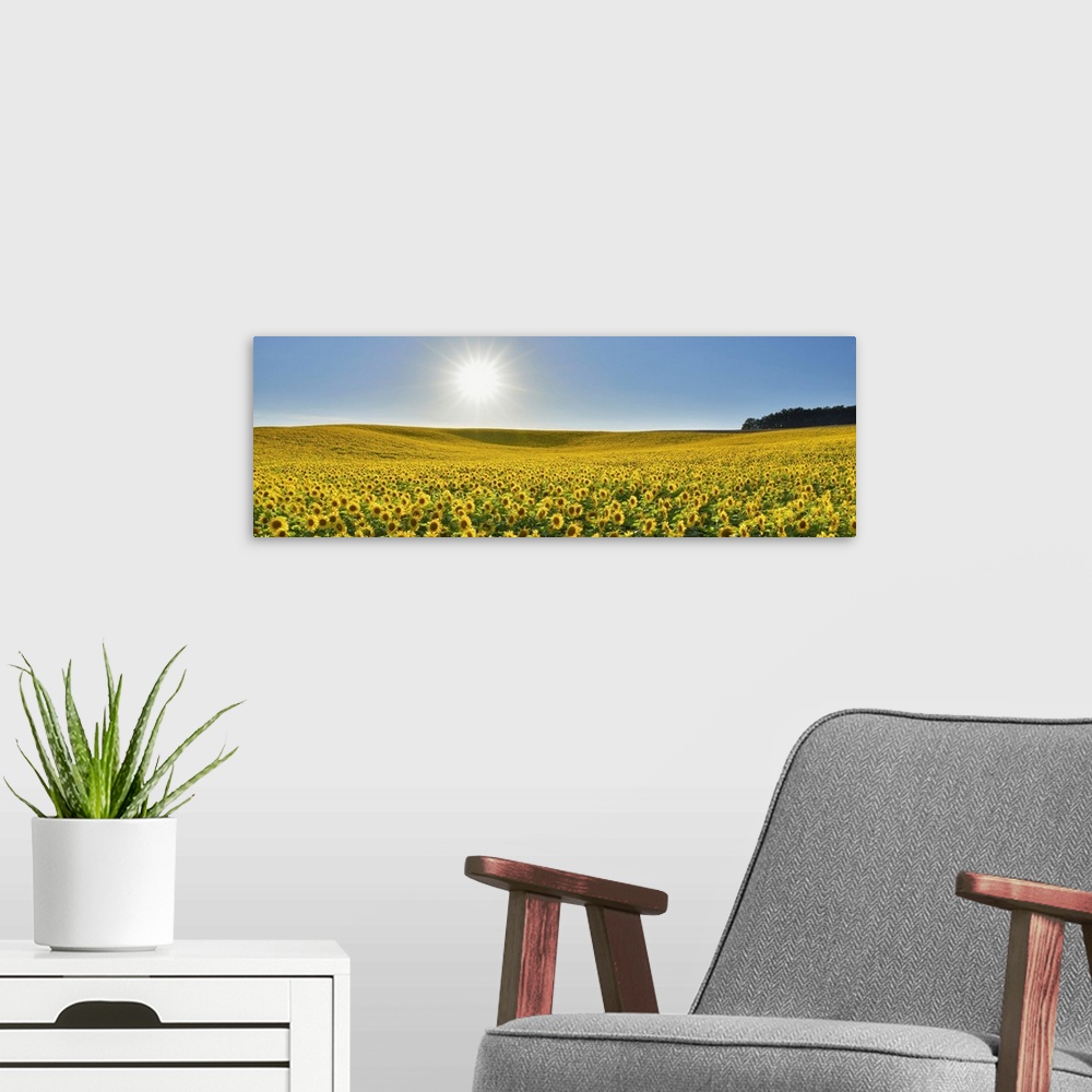A modern room featuring Sunflower Field, Arnstein, Main-Spessart, Franconia, Bavaria, Germany
