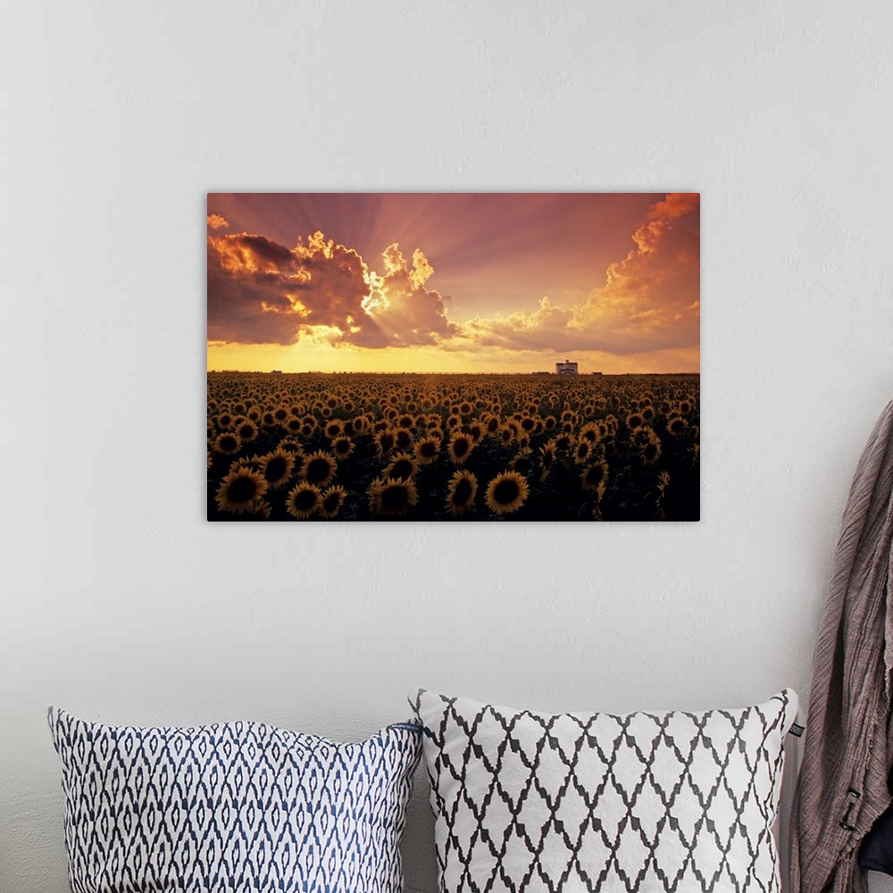A bohemian room featuring Sunflower Field With Grain Elevator And Dramatic Clouds, Manitoba, Canada