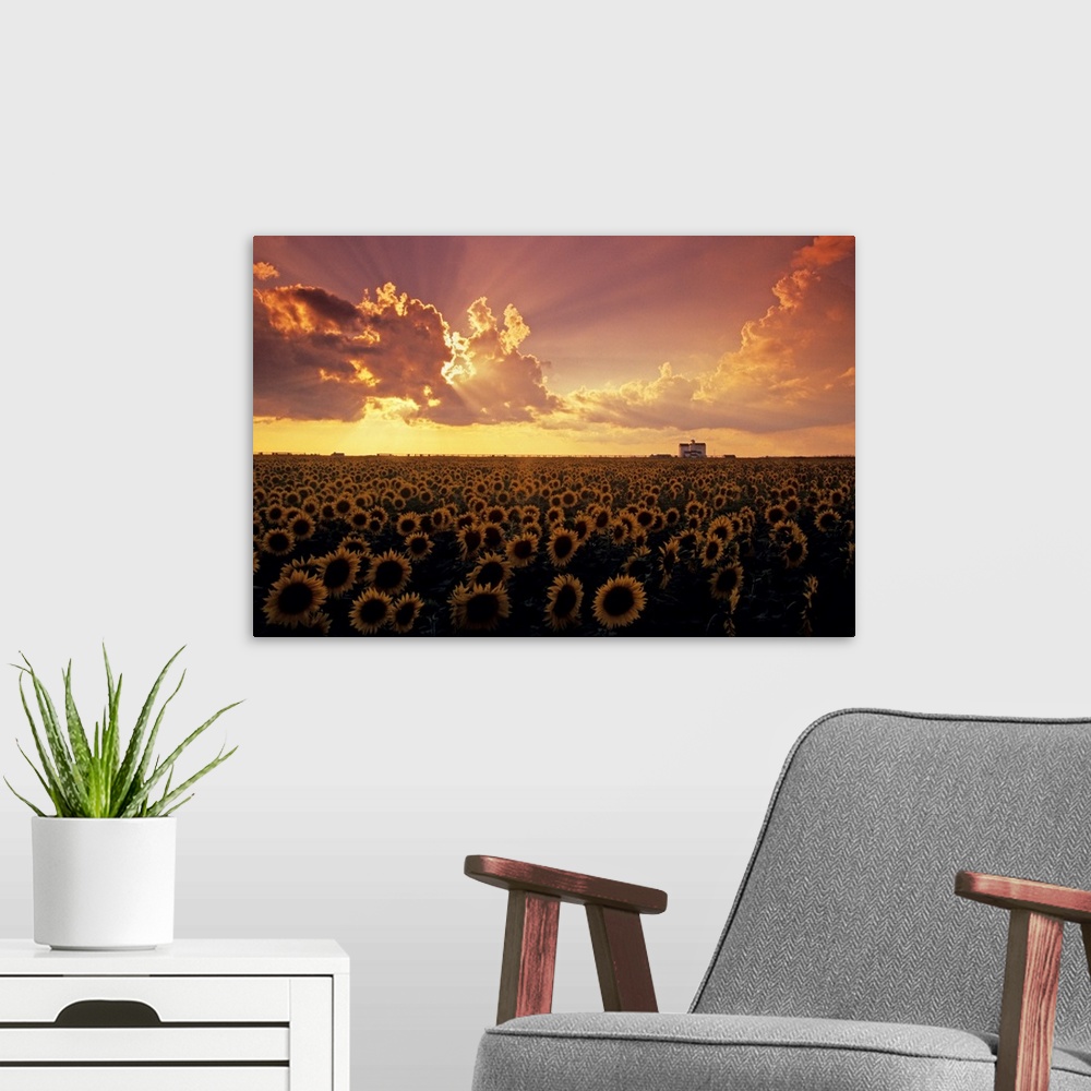 A modern room featuring Sunflower Field With Grain Elevator And Dramatic Clouds, Manitoba, Canada