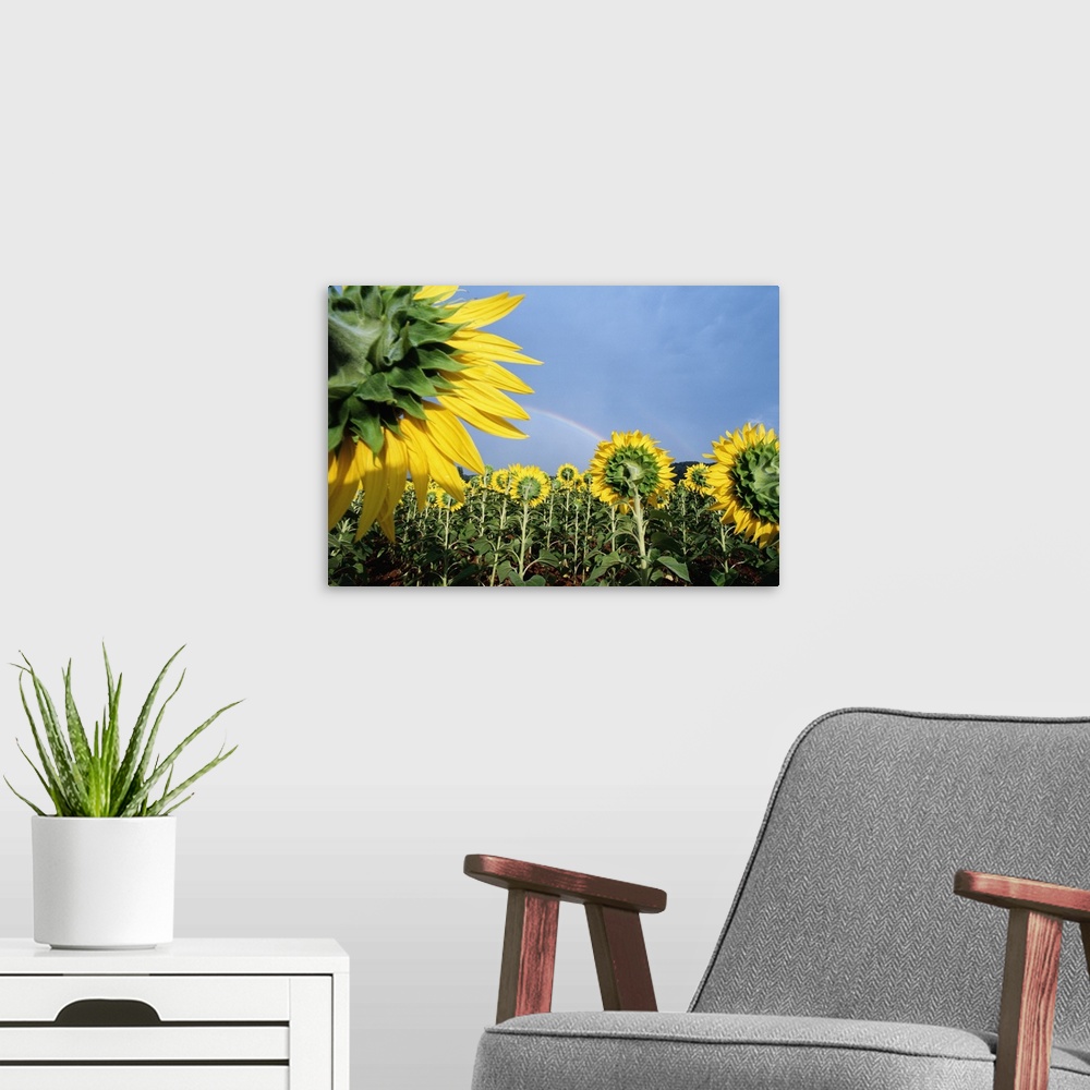 A modern room featuring Sunflowers And Rainbow; France