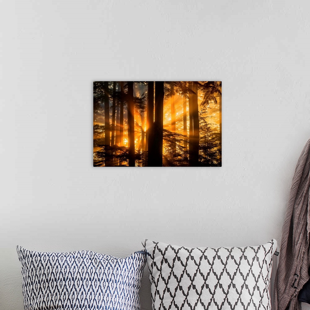 A bohemian room featuring Sunrays peak through fog and the trees of the Tongass National Forest, Juneau Alaska