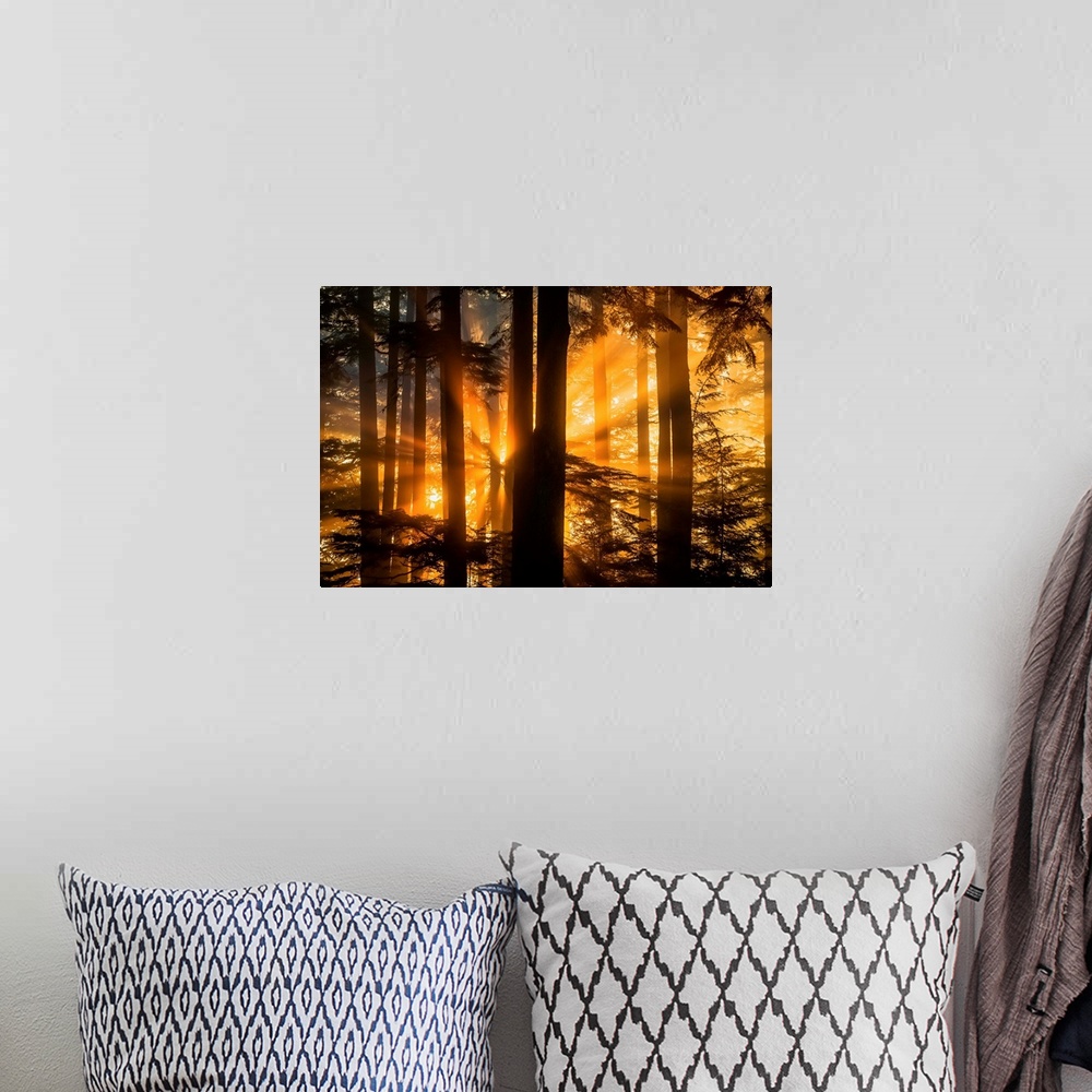 A bohemian room featuring Sunrays peak through fog and the trees of the Tongass National Forest, Juneau Alaska