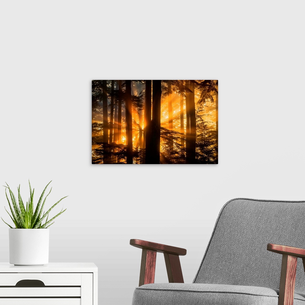 A modern room featuring Sunrays peak through fog and the trees of the Tongass National Forest, Juneau Alaska