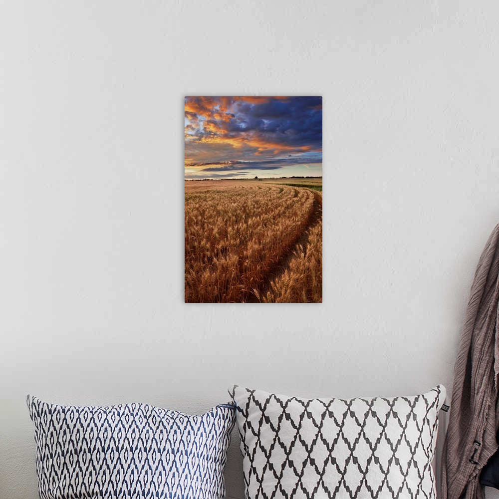 A bohemian room featuring Sunrise Over A Barley Field On A Farm In Central Alberta, Canada