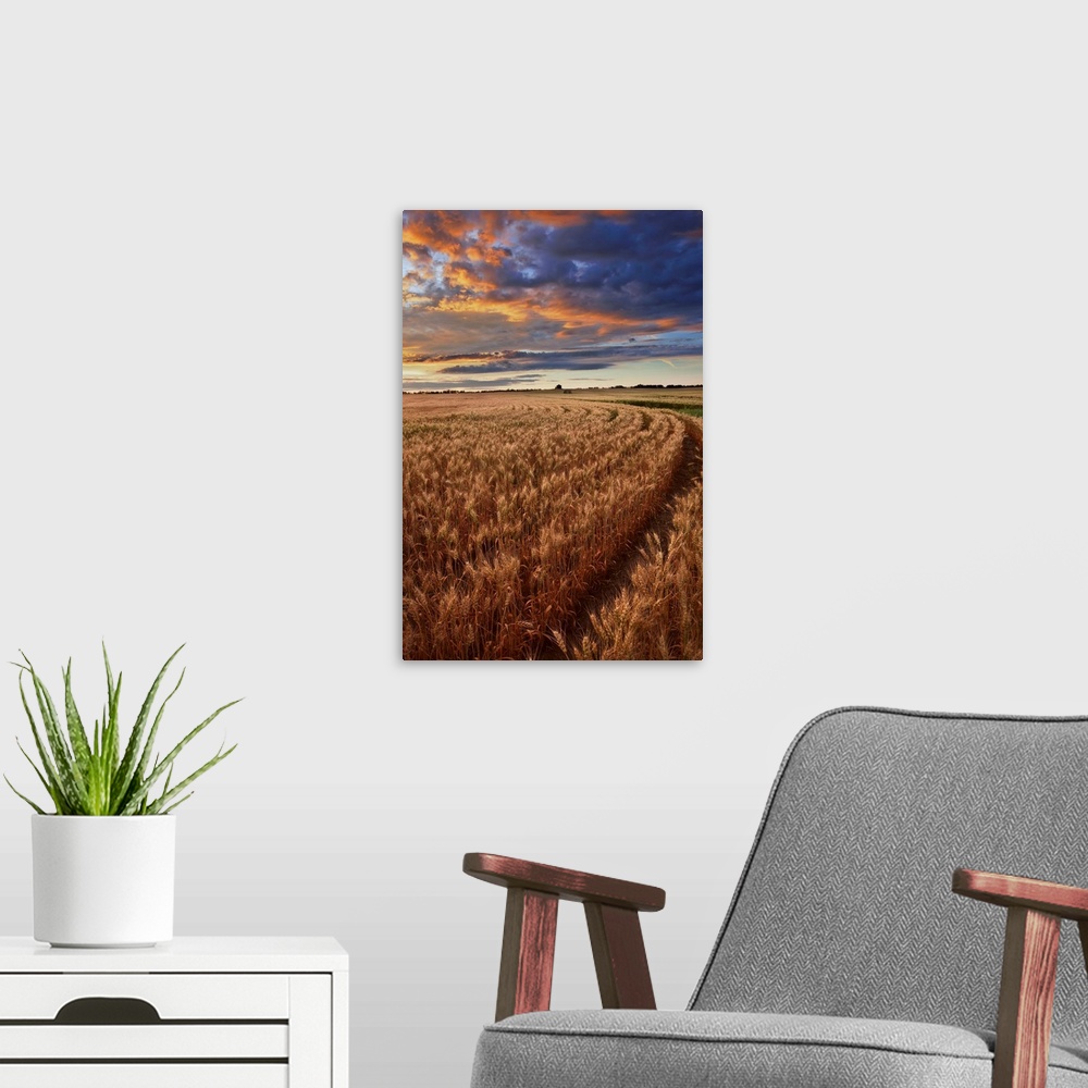 A modern room featuring Sunrise Over A Barley Field On A Farm In Central Alberta, Canada