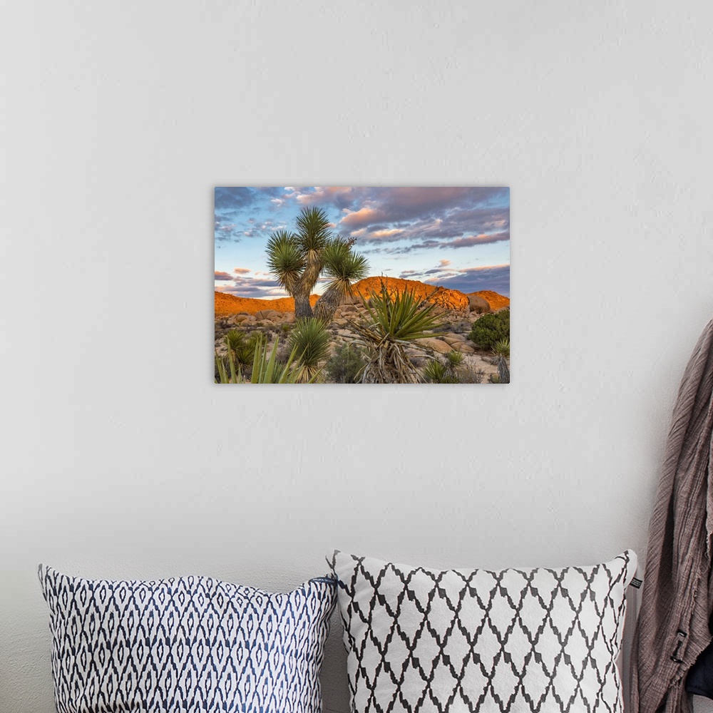 A bohemian room featuring View of sunset on rock formation with Joshua tree (Yucca brevifolia) in the foreground, Joshua Tr...