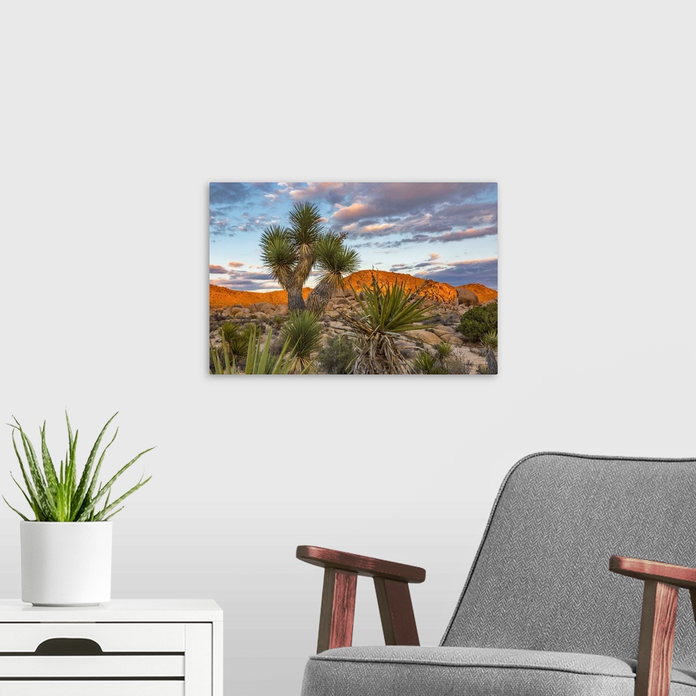 A modern room featuring View of sunset on rock formation with Joshua tree (Yucca brevifolia) in the foreground, Joshua Tr...