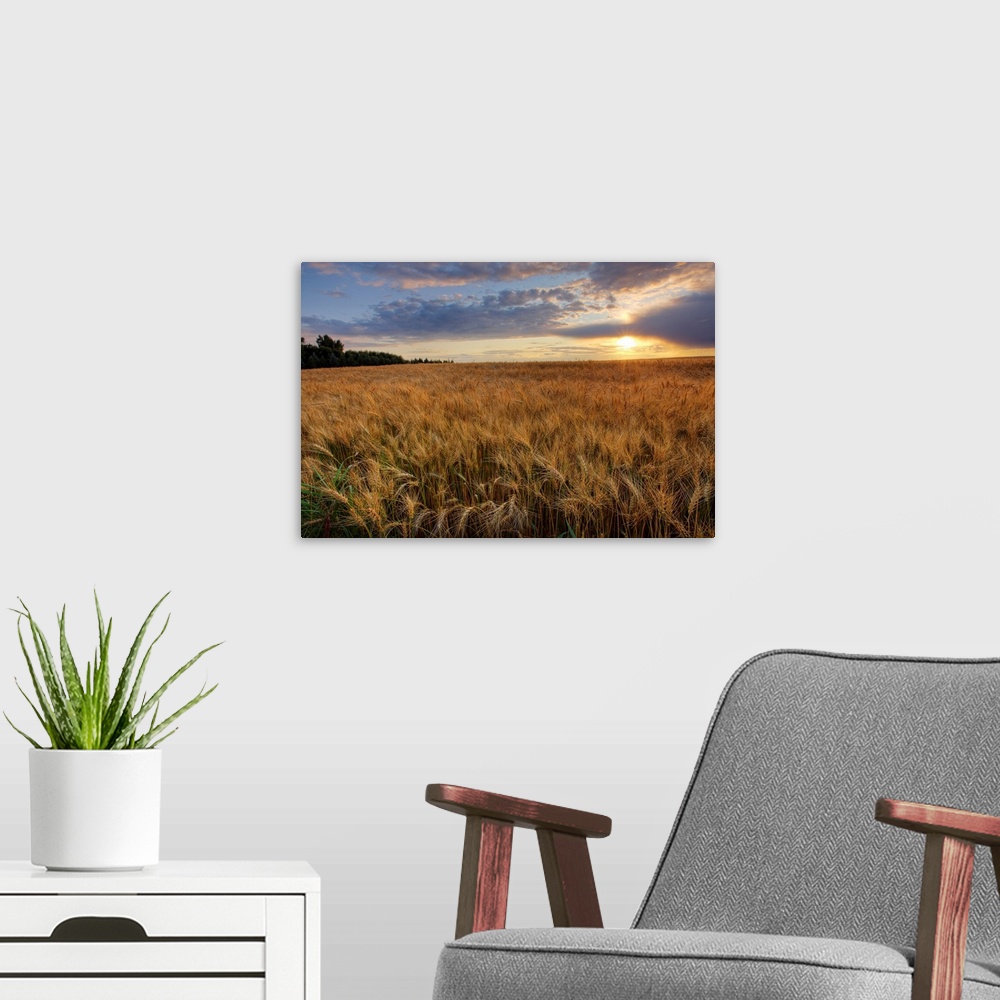 A modern room featuring Sunset Over Field Of Ripe Barley, Alberta, Canada