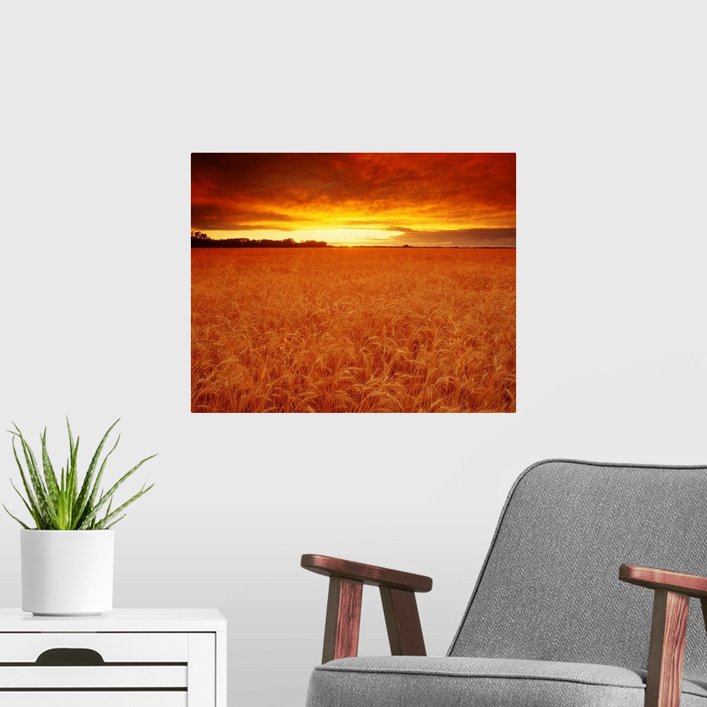 A modern room featuring Sunset Over Wheat Field