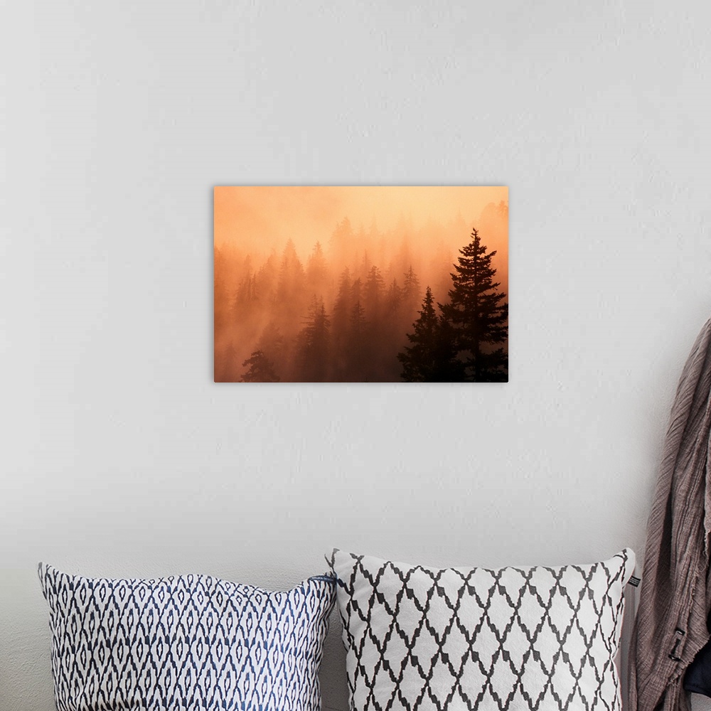 A bohemian room featuring Sunset Through Dense Fog, Pine Tree Silhouettes, Mount Hood National Forest