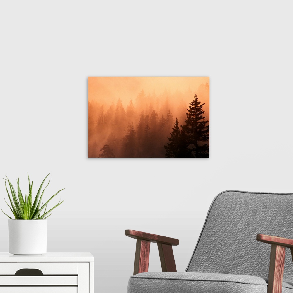 A modern room featuring Sunset Through Dense Fog, Pine Tree Silhouettes, Mount Hood National Forest