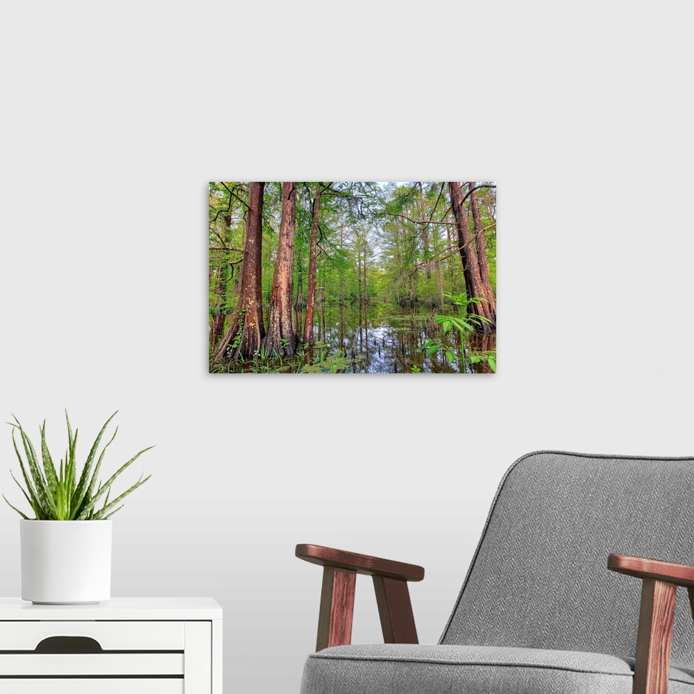 A modern room featuring Swamp, Southern Louisiana, USA