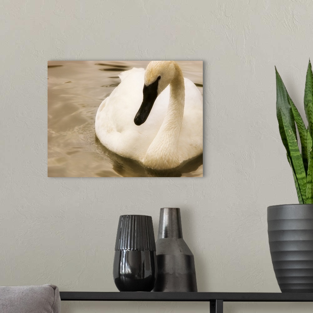 A modern room featuring Swan
