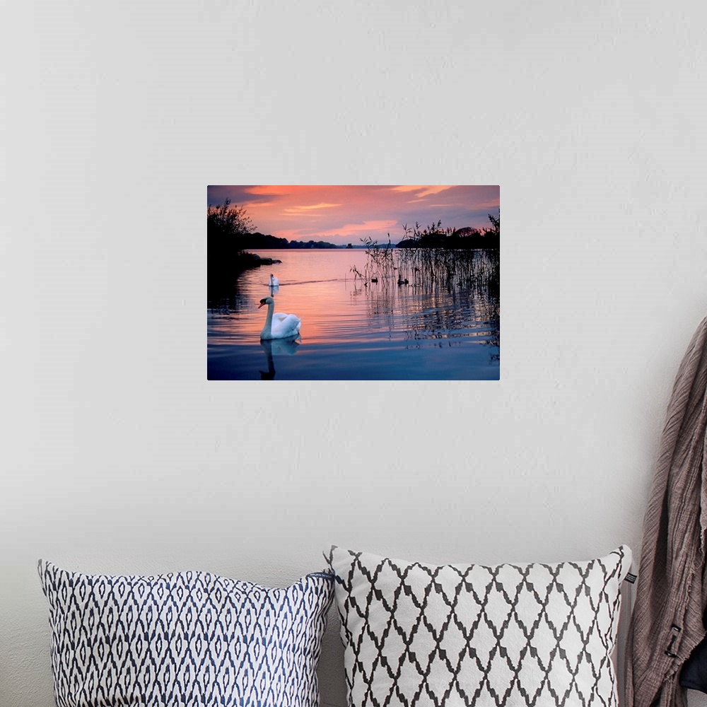 A bohemian room featuring Swan at Sunset on Lough Leane, Killarney National Park, County Kerry, Ireland