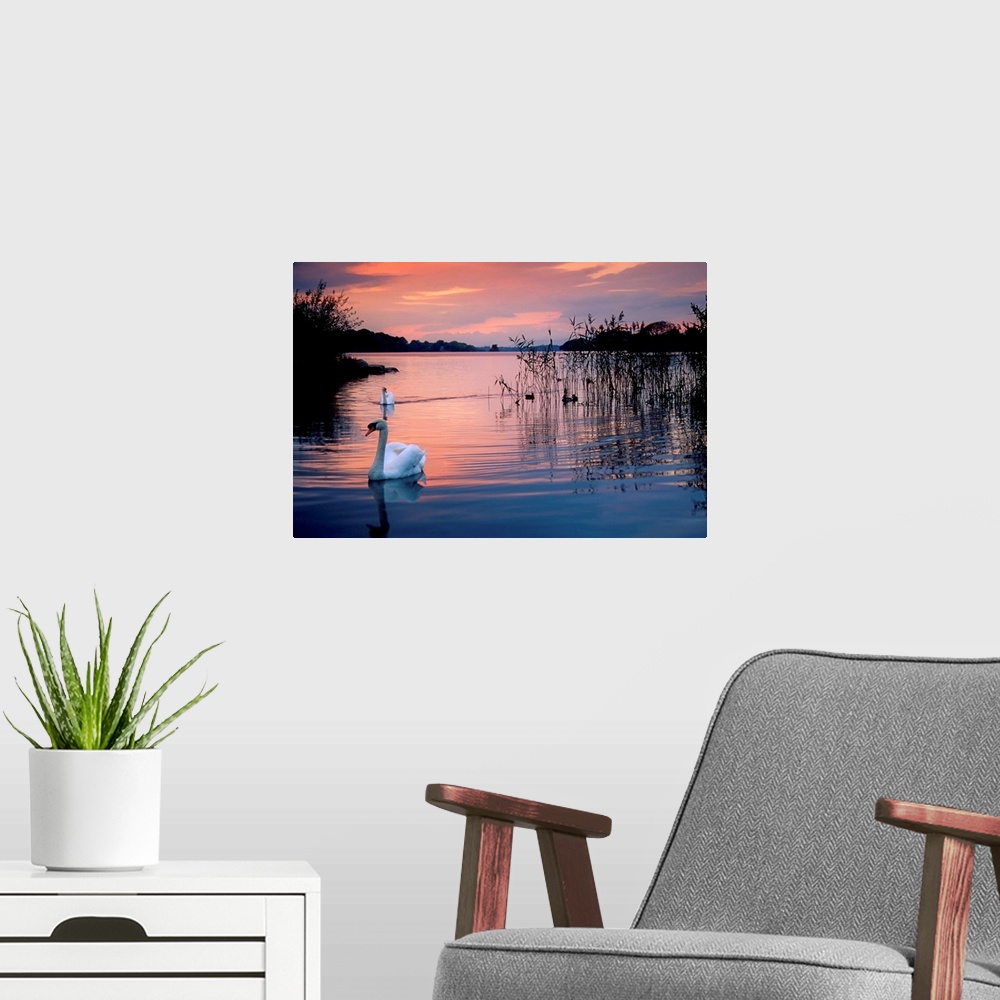A modern room featuring Swan at Sunset on Lough Leane, Killarney National Park, County Kerry, Ireland