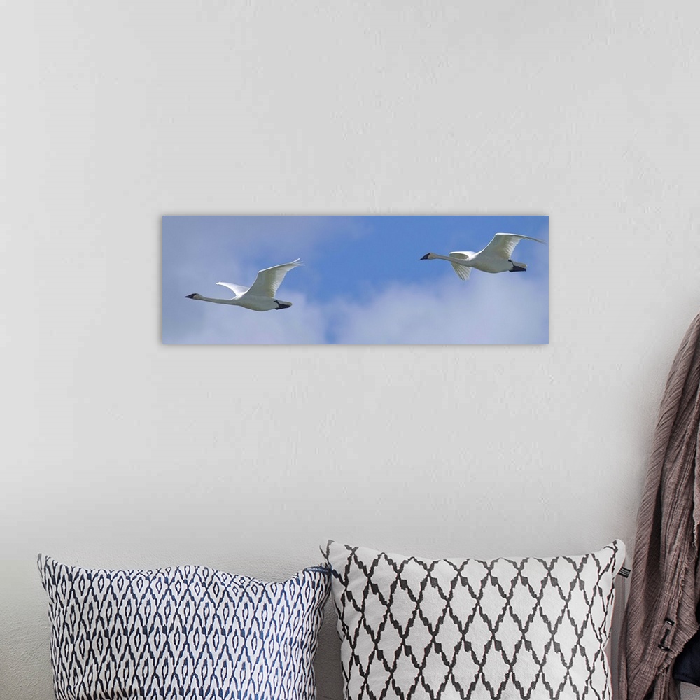 A bohemian room featuring Swans Flying In Formation, Yukon, Canada