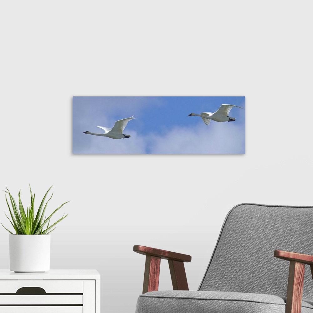 A modern room featuring Swans Flying In Formation, Yukon, Canada