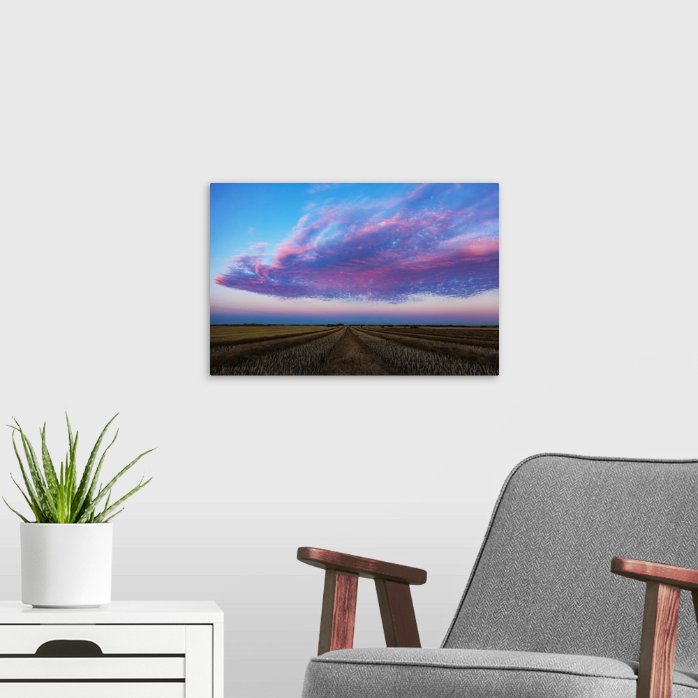 A modern room featuring Swathed canola field at sunset with glowing pink clouds; Legal, Alberta, Canada