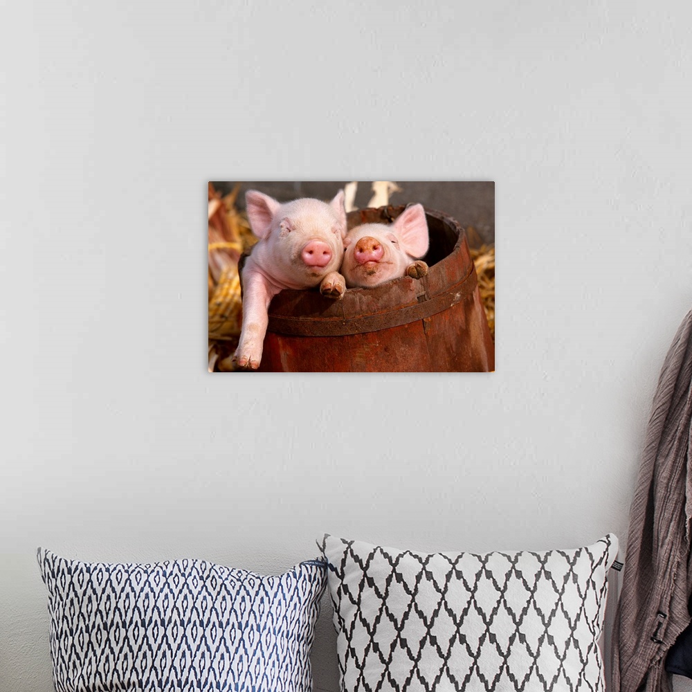 A bohemian room featuring Swine, mixed breed piglets in a barrel, Illinois