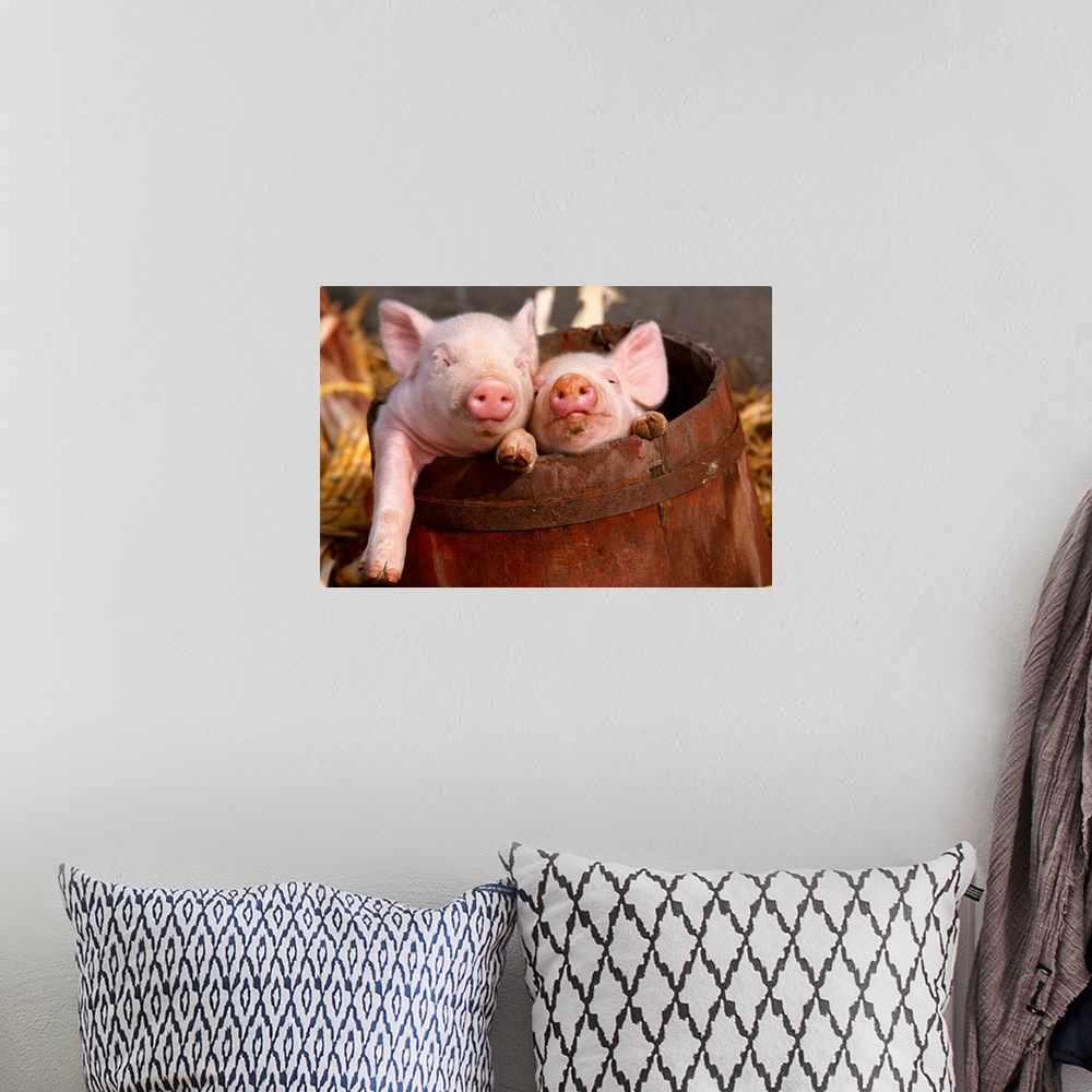 A bohemian room featuring Swine, mixed breed piglets in a barrel, Illinois