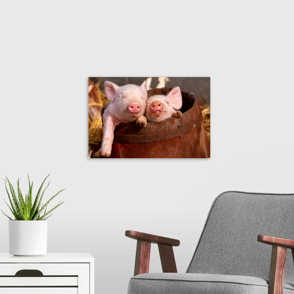 A modern room featuring Swine, mixed breed piglets in a barrel, Illinois