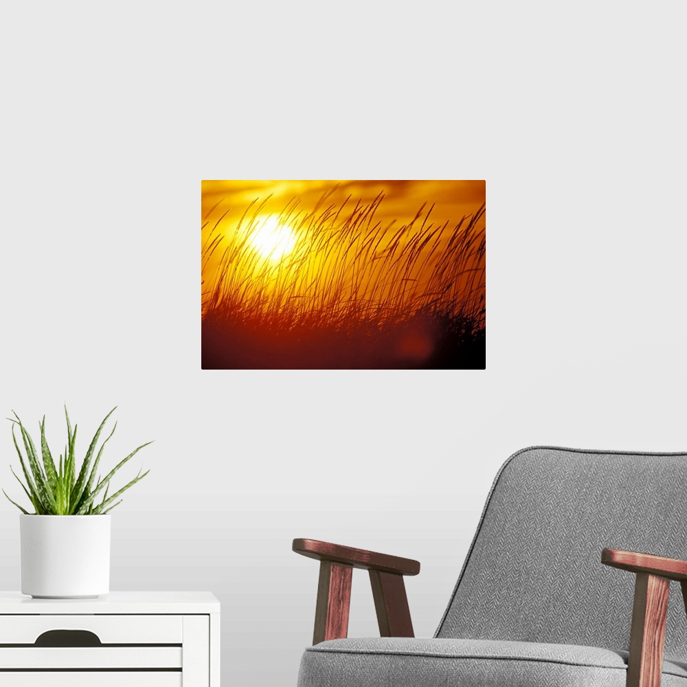 A modern room featuring Tall Grass Backlit by Sunset, Autumn Silhouette in Alaska, wind blowing the blades to the right.