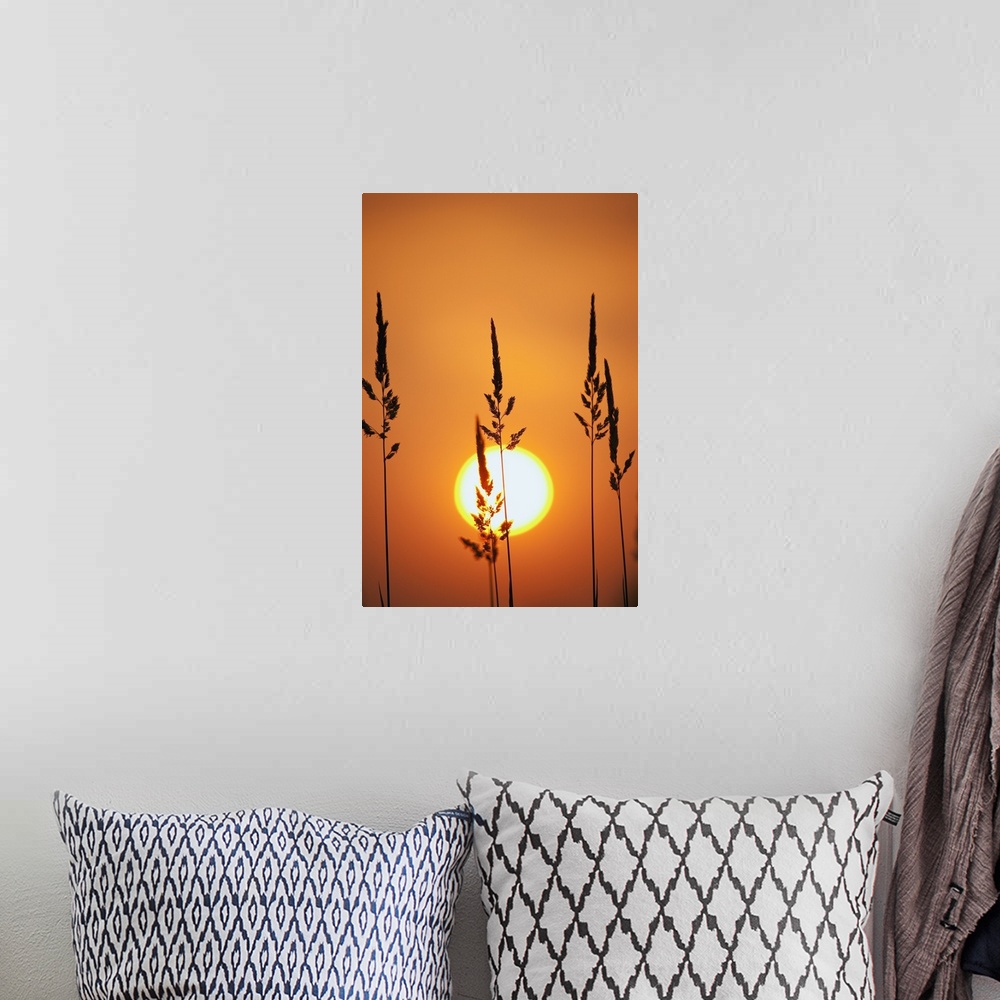 A bohemian room featuring Tall Grass In A Sunset