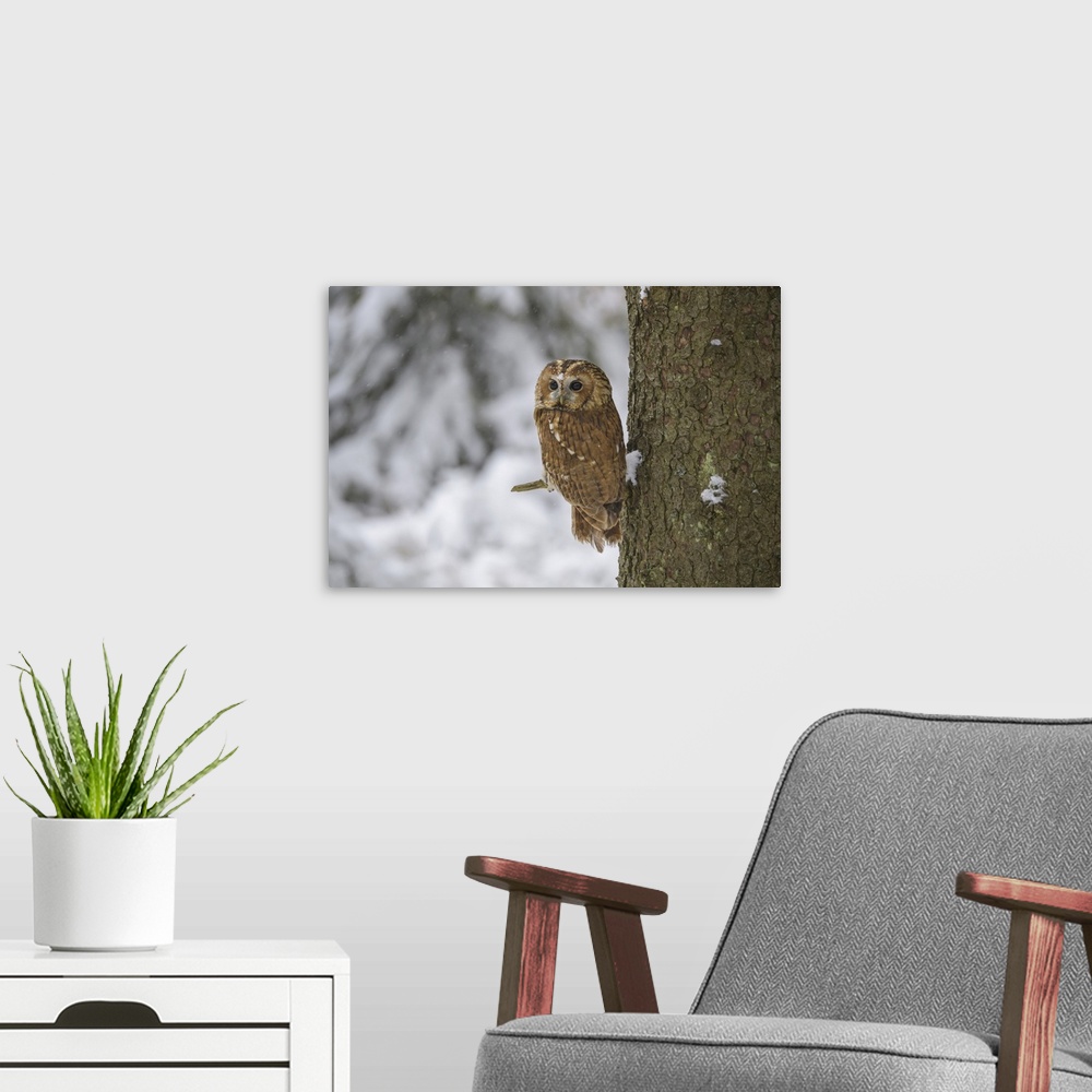 A modern room featuring Tawny Owl, Strix aluco, in winter