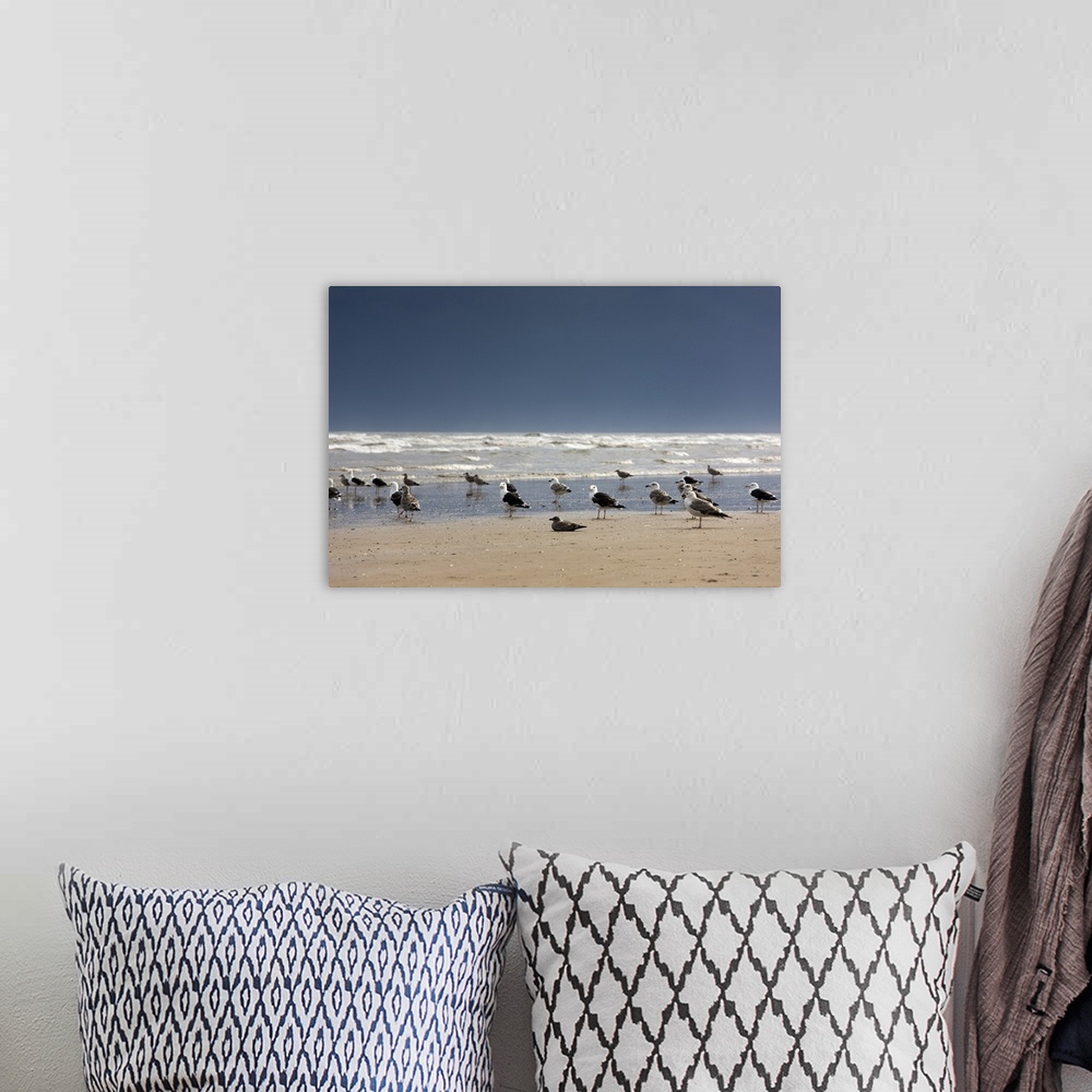 A bohemian room featuring Terns And Gulls On The Foreshore, East Riding, Yorkshire, England