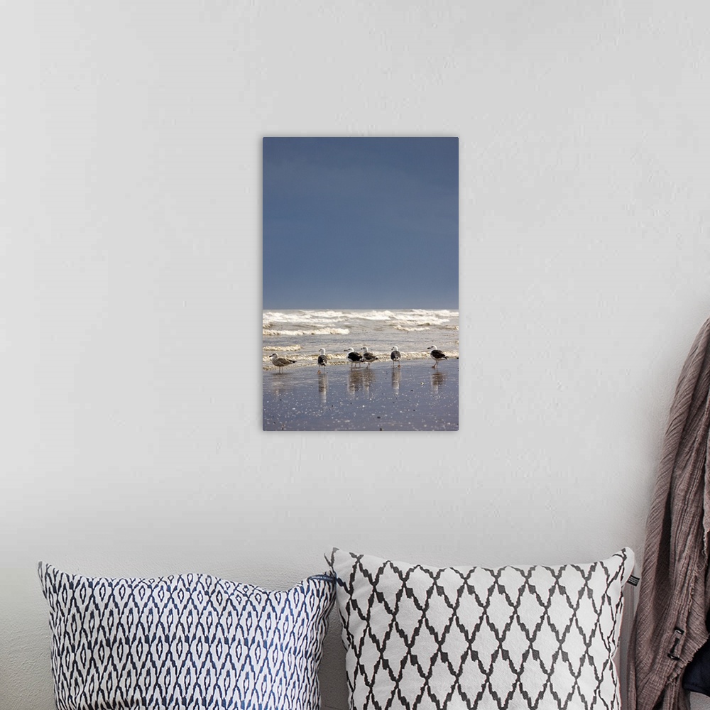 A bohemian room featuring Terns And Gulls On The Foreshore, East Riding, Yorkshire, England